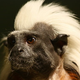 Illustration for article titled Which Animals Can Differentiate Between Languages?
